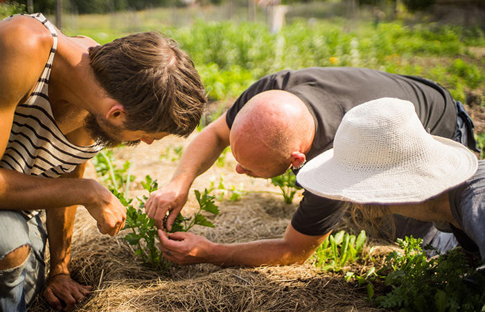 Tre personer studerar en planta