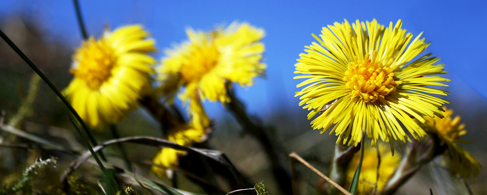 Tussilago